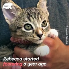 Soft kitty, warm kitty, little ball of fur... - Naturee Wildlife