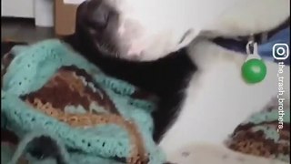 This dog is best friends with... a rat!  - Naturee Wildlife