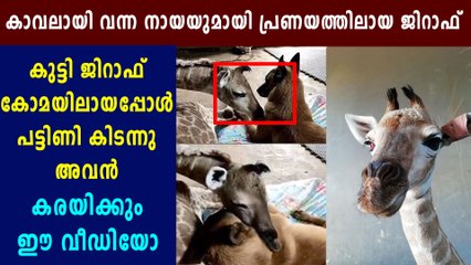 Guard Dog And Abandoned Baby Giraffe Become Best Friends | Boldksy Malayalam
