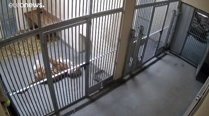 Ende des Horror-Trips von 5 Tigern quer durch Europa