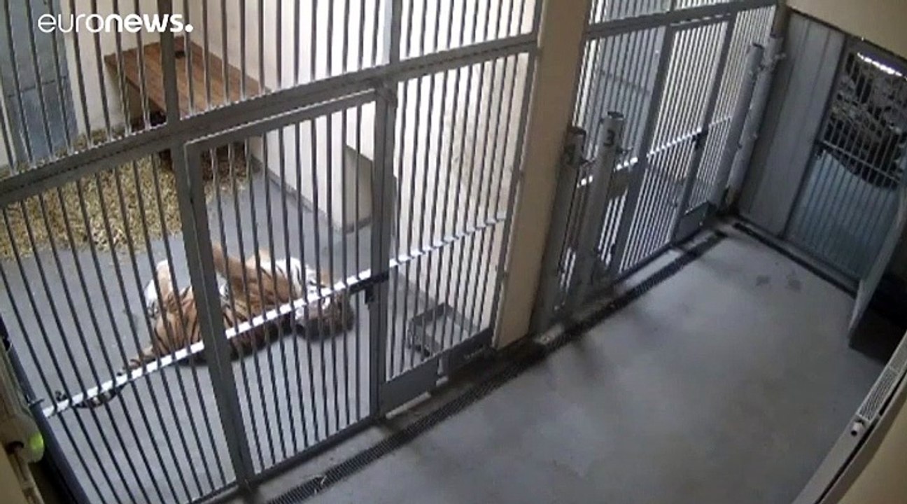 Ende des Horror-Trips von 5 Tigern quer durch Europa