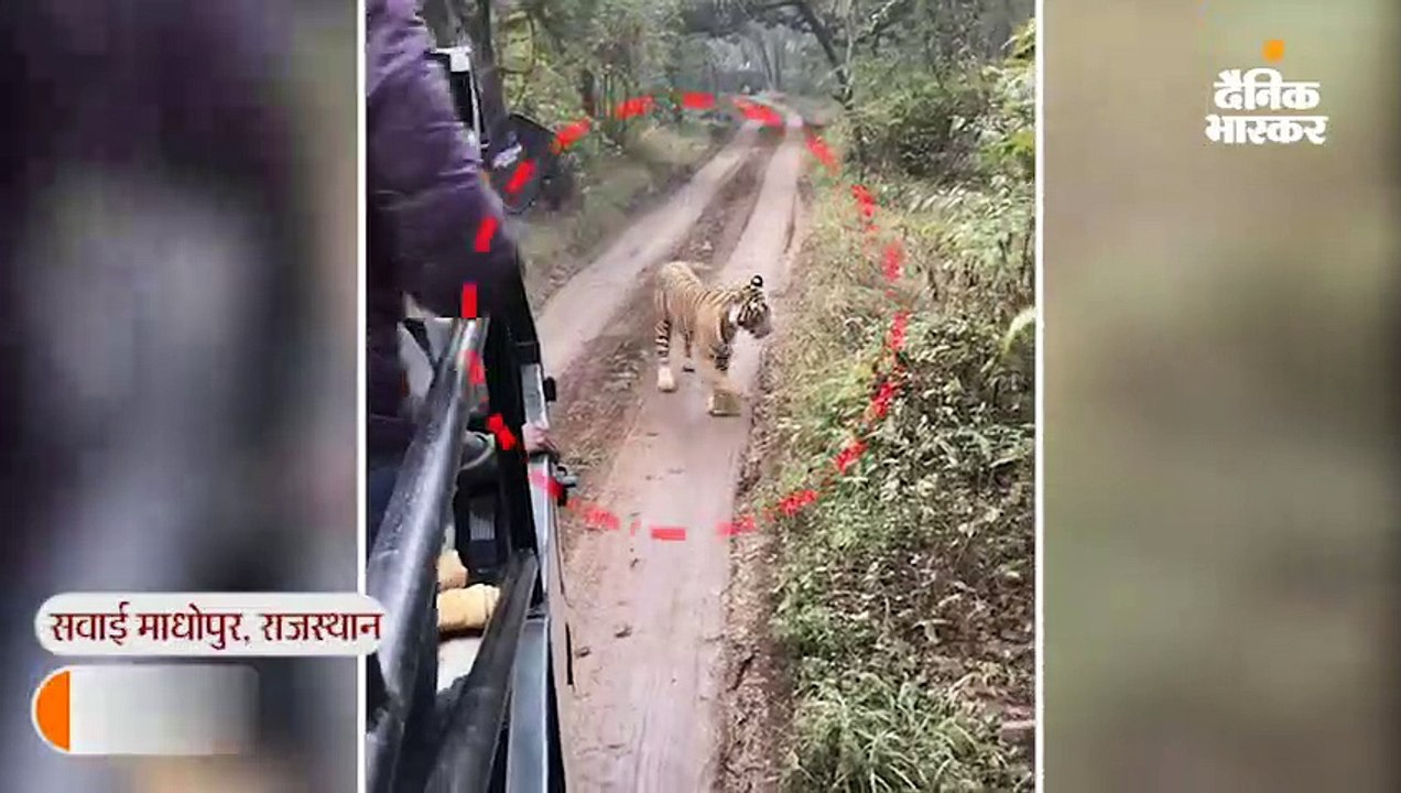 कैंटर ने रास्ता रोका तो आगे निकलने के लिए टाइग्रेस ने झाड़ियों में लगाई दौड़