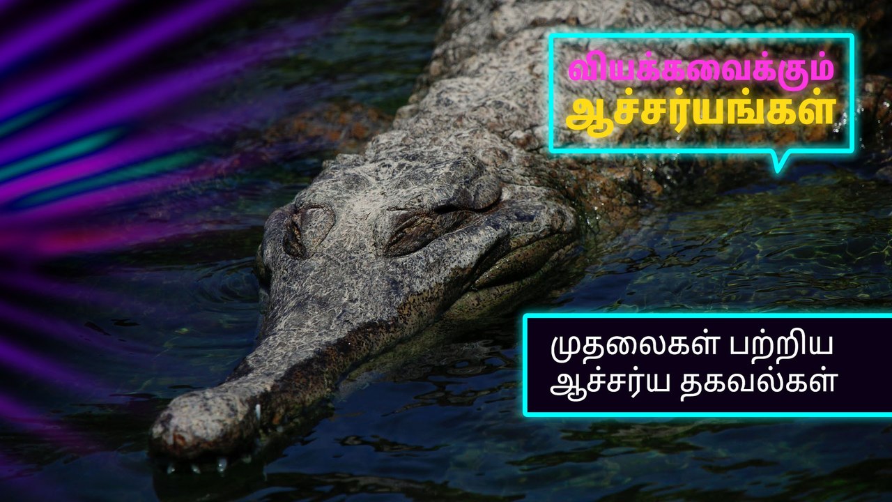 முதலைகள் பற்றிய ஆச்சர்ய தகவல்கள்..!