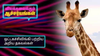 ஒட்டகச்சிவிங்கி பற்றிய அறிய தகவல்கள்.!