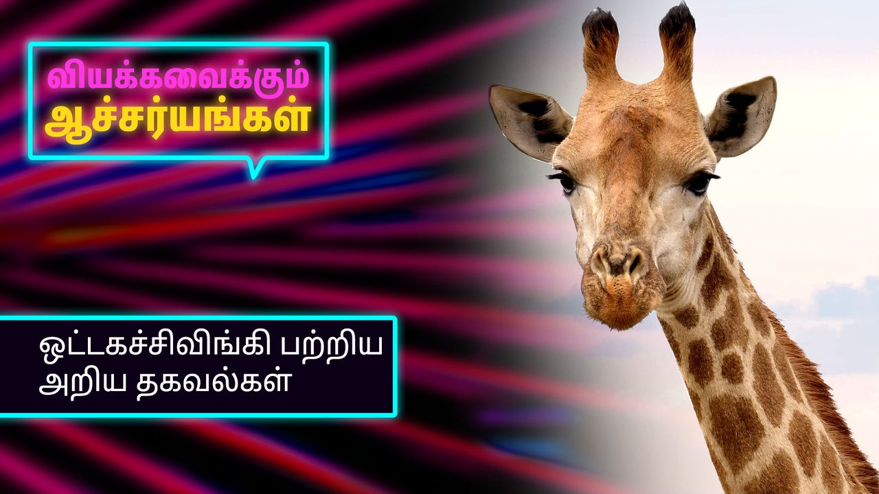 ஒட்டகச்சிவிங்கி பற்றிய அறிய தகவல்கள்.!