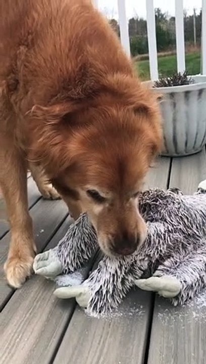 Dog's Favorite Toy Frozen to the Floor