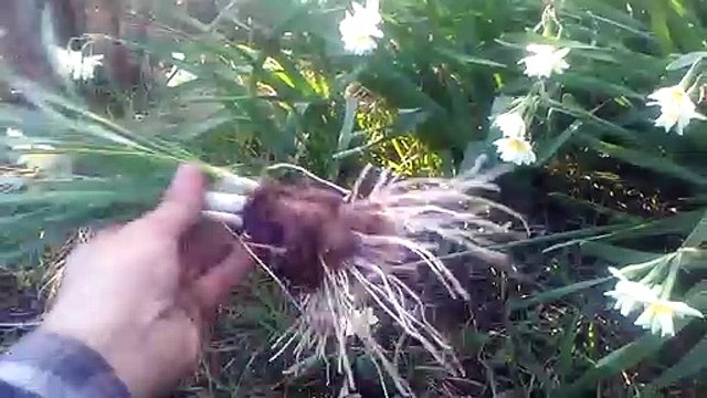 Yabani nergis çiçeği fulya çiçeği otunun faydaları hikâyesi fulya çiçeği faydaları çayının yararları