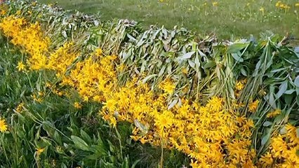 En quête des nouveaux herboristes