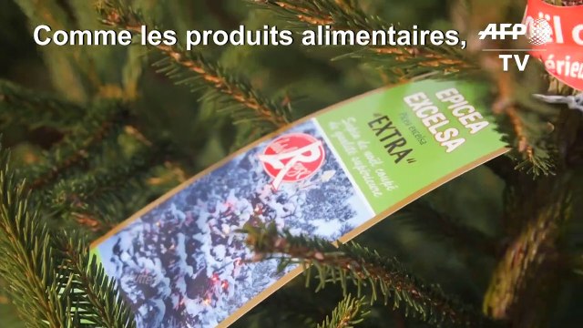 Plus beaux et plus frais, les sapins de Noël ont aussi leur Label Rouge