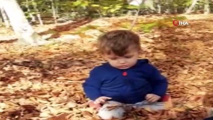 Her biri 2 kilo geliyor...Bursa'da toplanan mantarın tanesi 50 liradan satılıyor