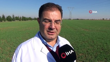 'Ahmet Buğdayı' Anadolu topraklarında yeniden hayat bulacak