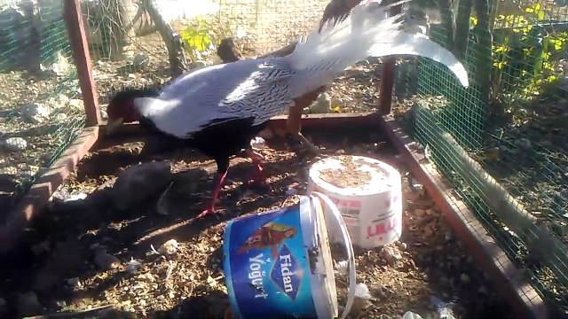 Gümüş sülün tavuğu sesleri videoları kanatlı hayvanlar alemi