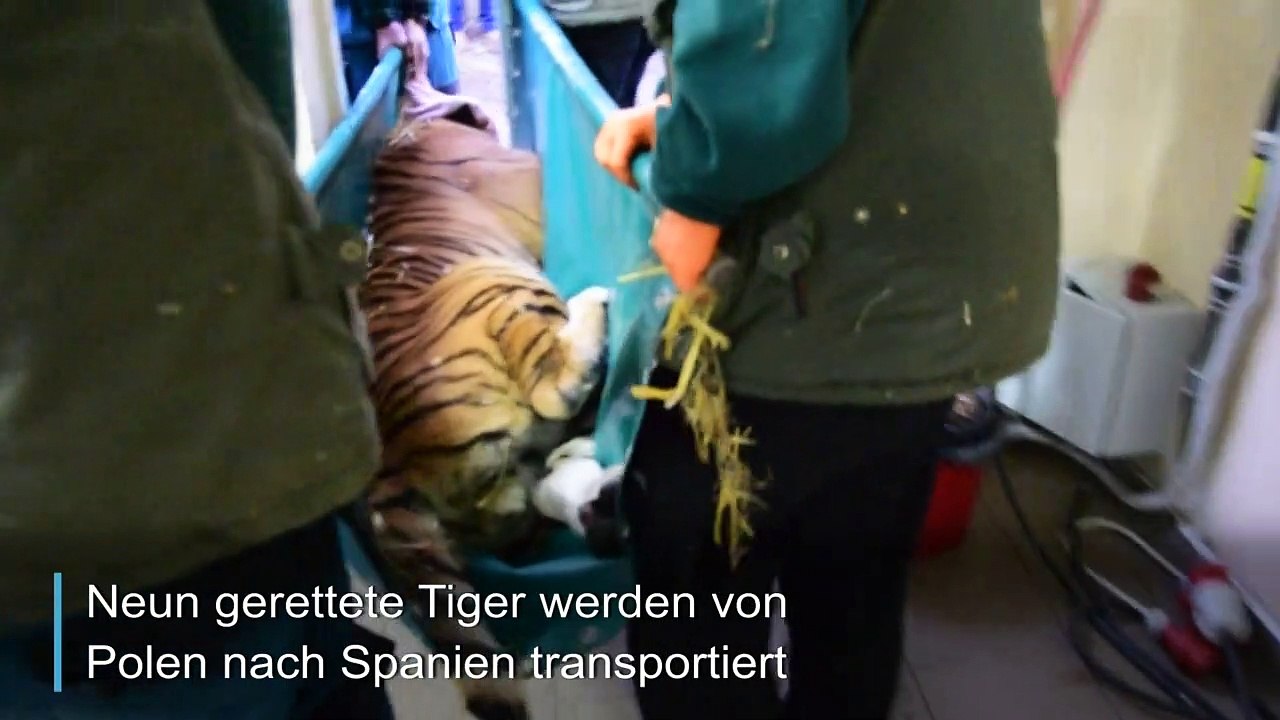 Große Reise für gerettete Tiger