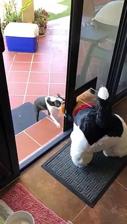 Ce chien veut ABSOLUMENT sortir sa grosse peluche dehors !