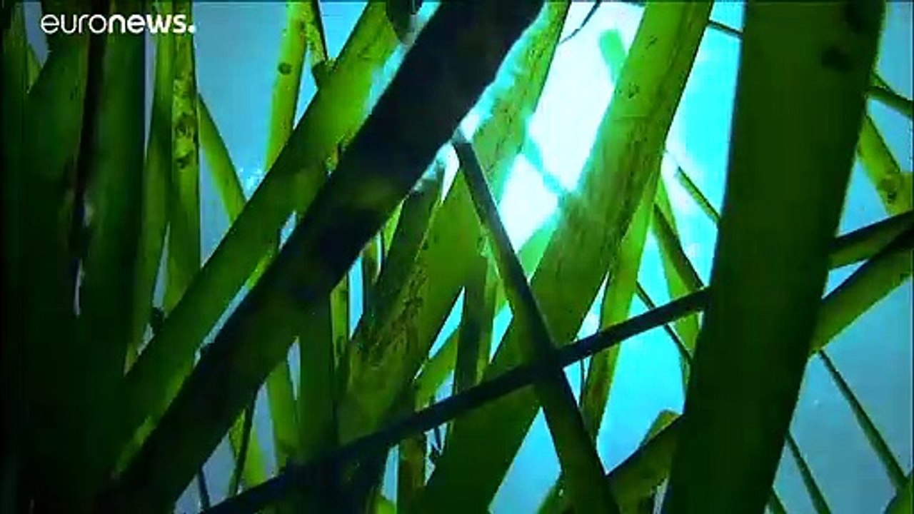 Rettet das Neptungras, die grüne Lunge des Mittelmeers