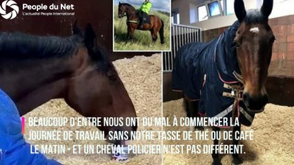 Un cheval policier refuse de se lever du lit pour travailler sans prendre une tasse de thé