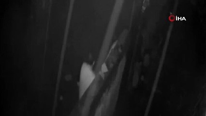 Çaldıkları koyunu kesip paylaştılar