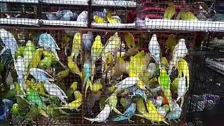 Beautiful Budgie Birds at Galiff Street Pet Market, Kolkata, India