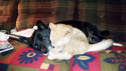 Funny Cat Bloopers and Reactions | Funny Pet Videos