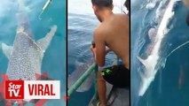 Anglers free whale shark using a cleaver