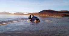 Écosse : un cachalot retrouvé mort avec 100 kilos de déchets plastiques et de filets de pêche dans l'estomac