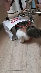 Say something about this adorable cat