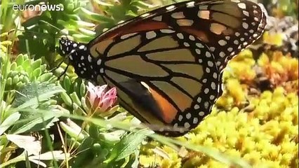 Бабочки "на могилах предков"