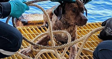 Boonrod, ce chien retrouvé nageant seul au beau milieu de l’océan