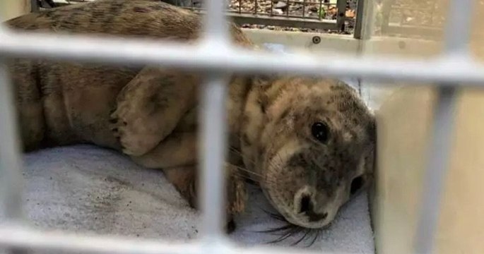 Blessé et échoué, ce bébé phoque est mort malgré la présence de personnes, qui ont préféré prendre des photos au lieu d'aider l'animal