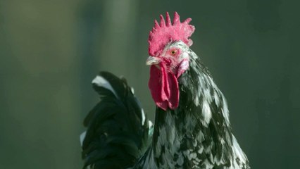 [TEASER] 4 saisons : hiver - 15/12/2019