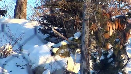 Bengal Tiger Cub Quadruplets Are Growing Cuter by the Day