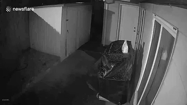 CCTV footage captures US man's near-death experience when huge tree comes crashing down outside his front door