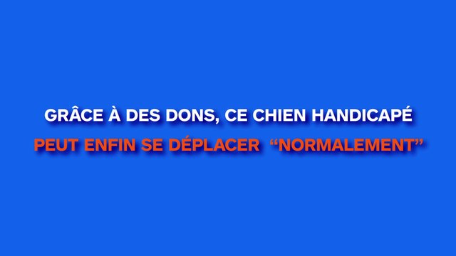 Alors que le chiot avait seulement quelques semaines, ils ont vu ses pattes et ils ont compris qu’il se passait quelque chose de terrible