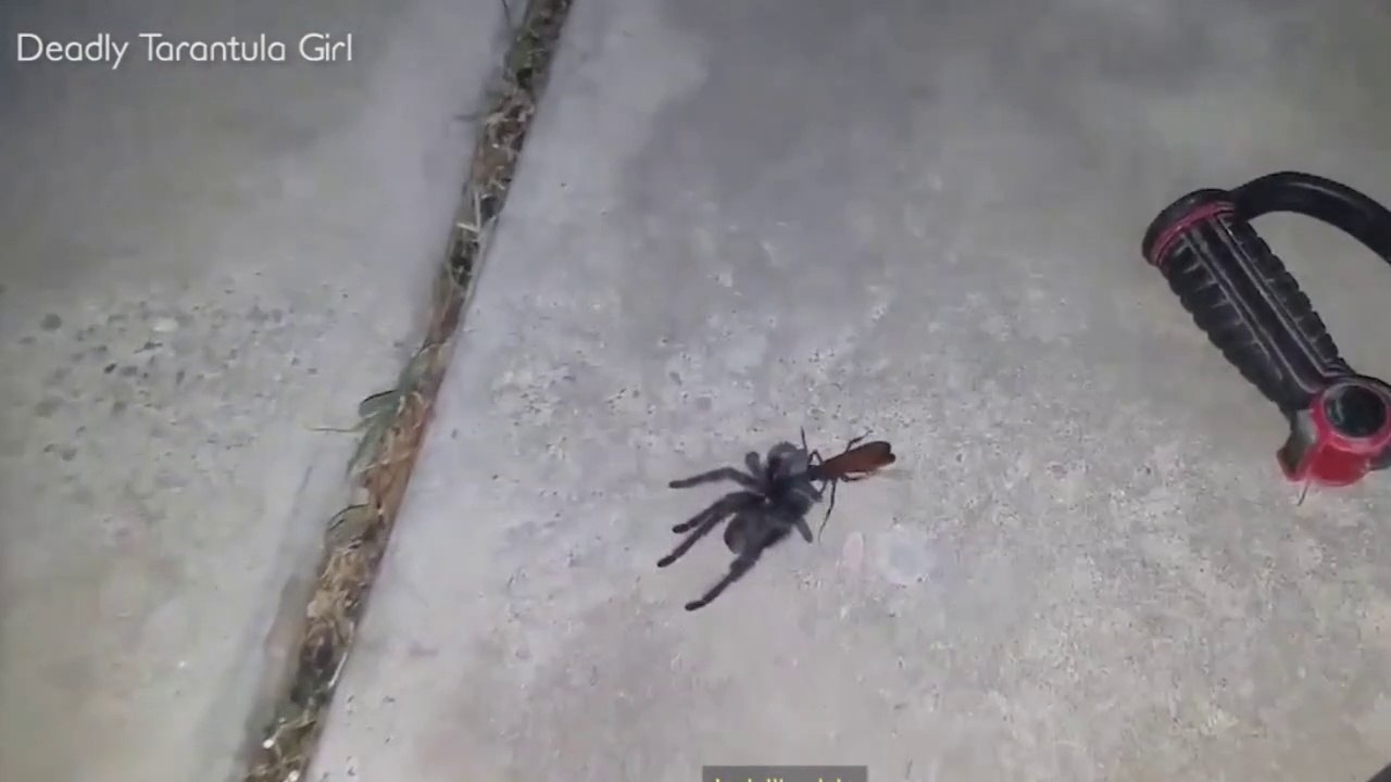 Elle découvre une guêpe trainant une araignée dans son nid… Terrifiant