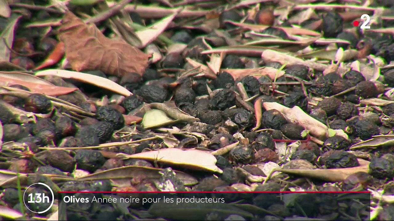 Alpes Maritimes : une année noire pour les producteurs d'olives