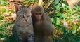Ce singe et ce chat sont les meilleurs amis du monde, rien ne peut les séparer