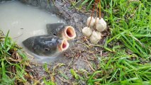 New Technique Fishing By Attractive Fish Food  Unbelievable Fishing