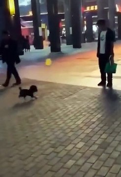 It seems that the dog is not sad