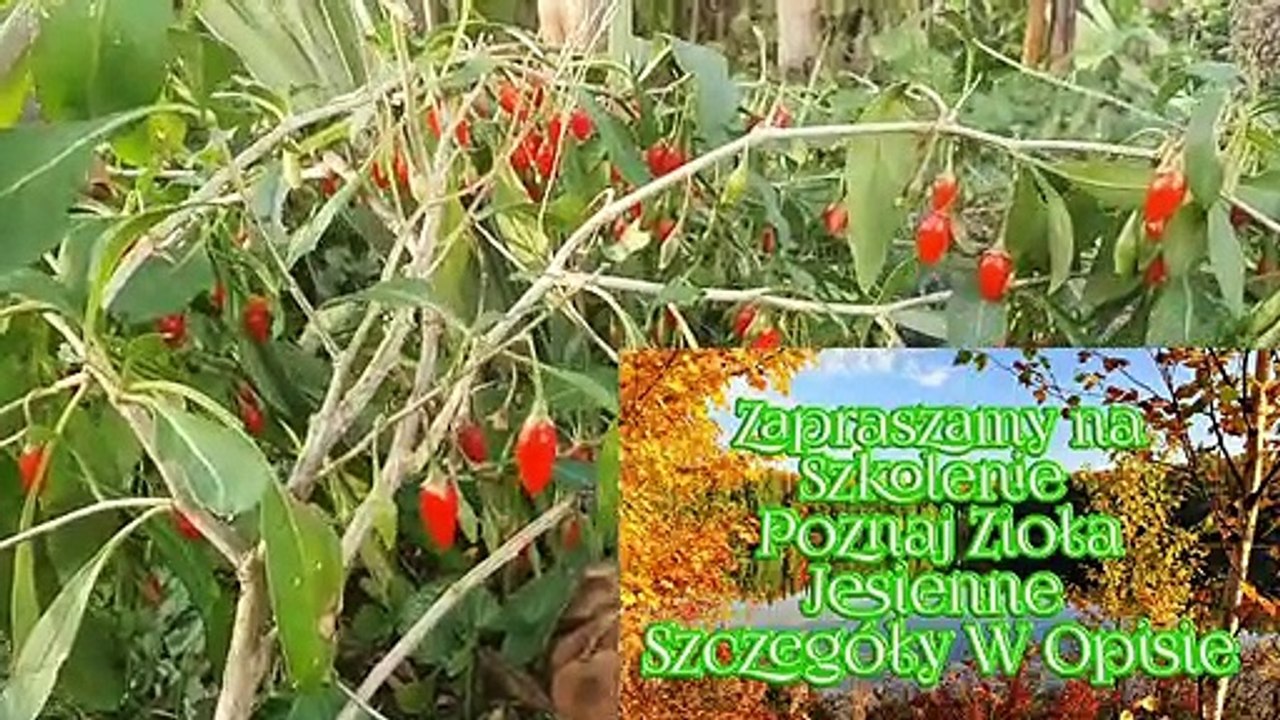 140. Jagody Goi Czas Je Poznac!!!