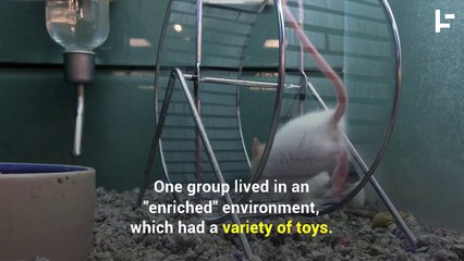 Rats Learned to Drive Tiny Cars to Cope with Their Stress