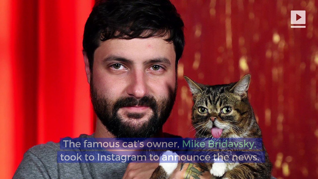 Internet Cat Sensation Lil BUB Has Died