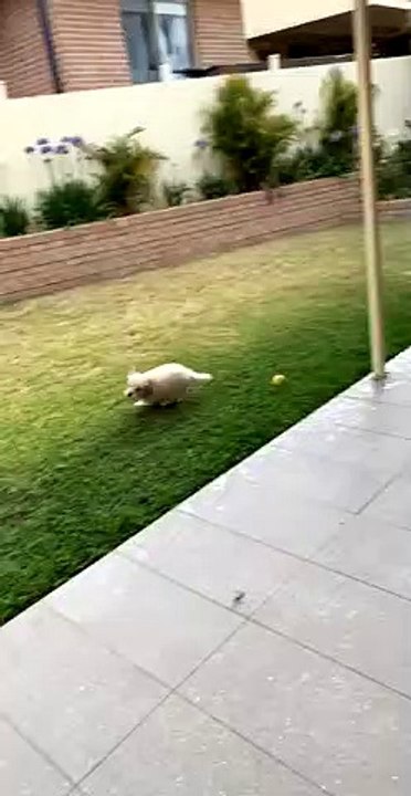 Hyper Pup Plows into Pole