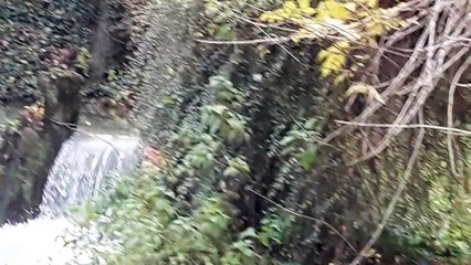 Soap Polluted Stream in Slovenia