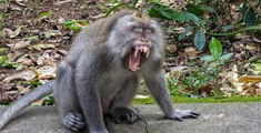 Tribulaciones de un turista en Bali: los monos folladores