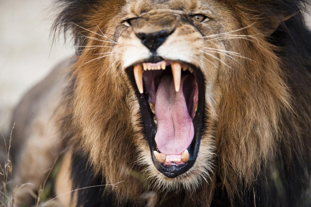 El Rey Leon: un perfecto y cruel asesino