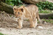 El cachorro de león intenta cazar un mono y hasta le mean encima