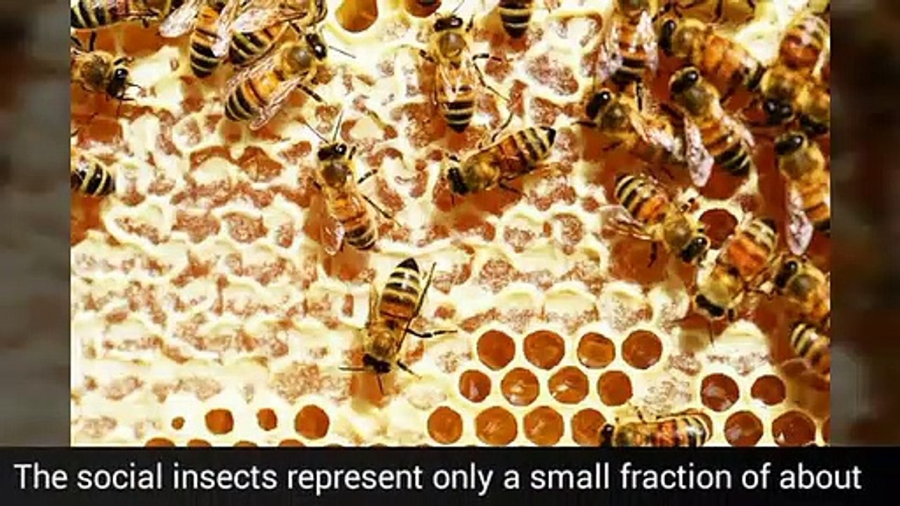 Honey bees are the only insects make available food to the human beings