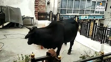 घर की छत पर कूदा सांड