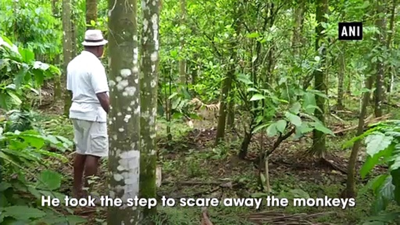 Farmer paints his dog as tiger to scare away monkeys in Shivamogga