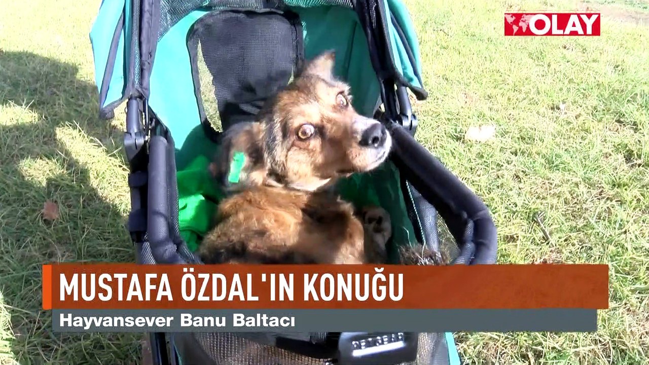 Felçli köpek Bıdık'a umut ışığı